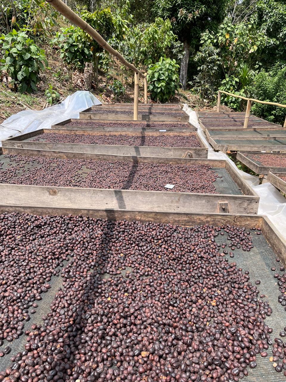 Café proceso natural Finca La Familia- Amarella - El Salvador